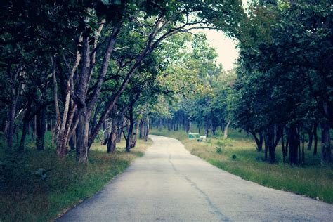 Free Images Landscape Tree Nature Forest Path Grass Outdoor