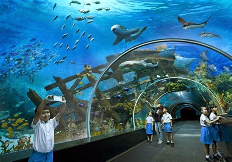 Ritebook Sea Aquarium The Worlds Largest Aquarium Sentosa Singapore