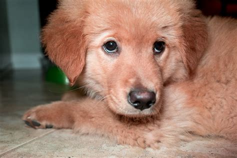 The parents have had their (prelim and/or final) tests done on heart, eyes, hips and elbows! Chester the Puppy | 12 week old puppy: golden retriever ...