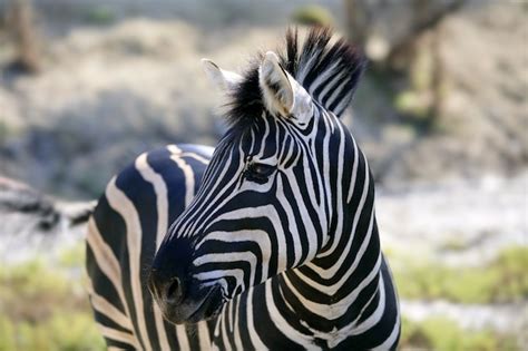 Premium Photo Beautiful African Zebra Outdoor