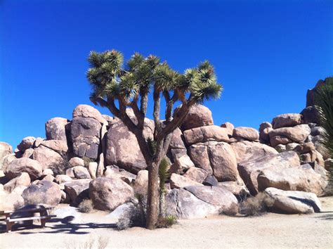Palm Desert And Joshua Tree National Park California Travel 50 States