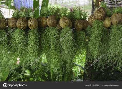 Hanging Spanish Moss In Garden Design — Stock Photo © Jiaking1 188457641