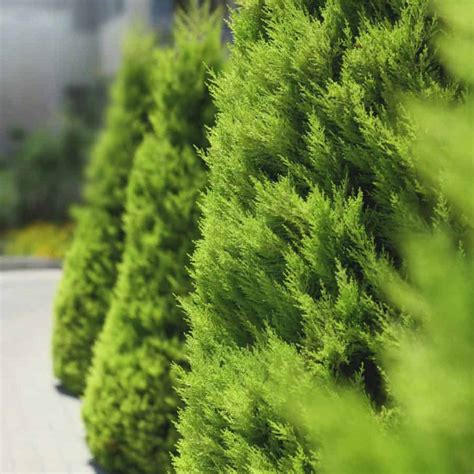 Fast Growing Evergreen Trees For Privacy Zone 5