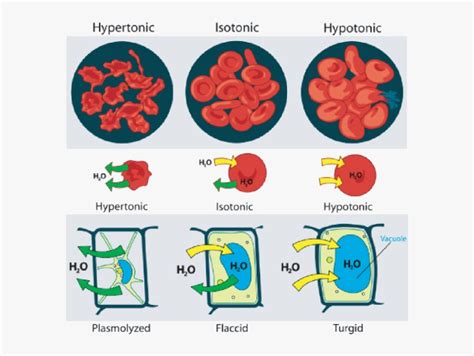 While animal cells come in various sizes and tend to have irregular shapes, plant cells are more similar in size and are typically rectangular or cube shaped. Clip Art Hypertonic Plant Cell - Red Blood Cell ...