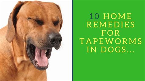 Home Remes For Treating Tapeworms In Dogs Tutorial Pics