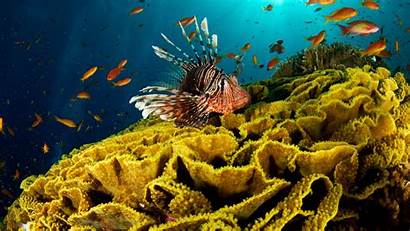 Underwater Wallpapers Fish 1080 Corals 1920 Ocean