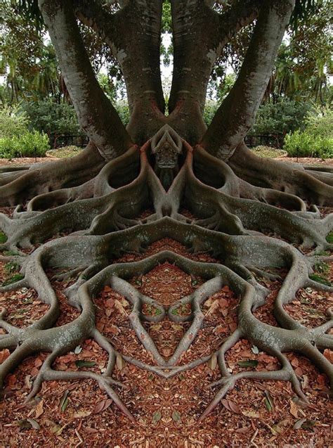Cool Looking Tree Roots Weird Trees Beautiful Nature Beautiful Tree