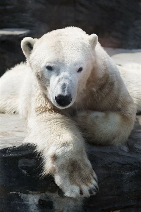 Polar Bears For Kids Cool Kid Facts