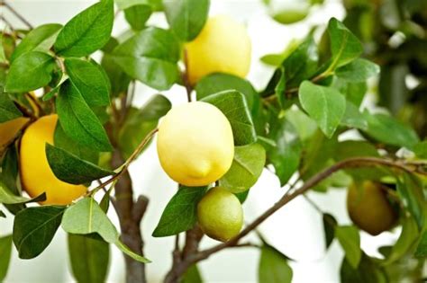 10 Indoor Fruit Trees You Can Grow At Home Year Round Flipboard