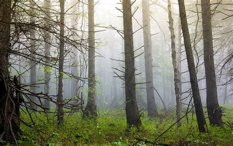 X Px Free Download HD Wallpaper Bare Trees Naked Wood Fog Haze Forest Nature