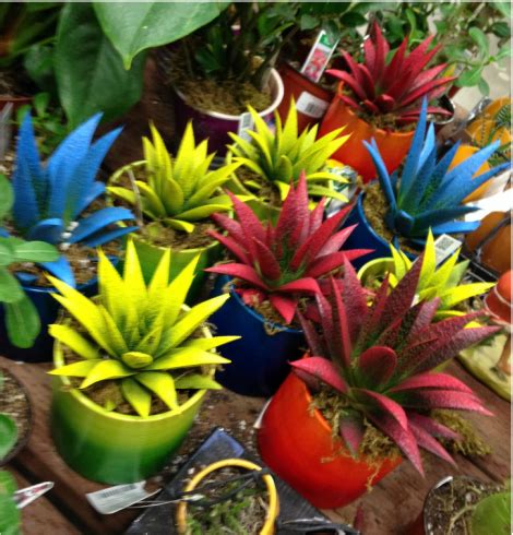They shouldn't be transplanted more often because they grow slowly and prefer to be pot bound. Crimes Against Nature (VIEWER DISCRETION ADVISED ...