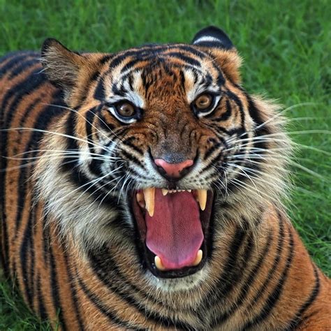 Angry Tiger 4 By Fajar Andriyanto Photo 20552811 500px