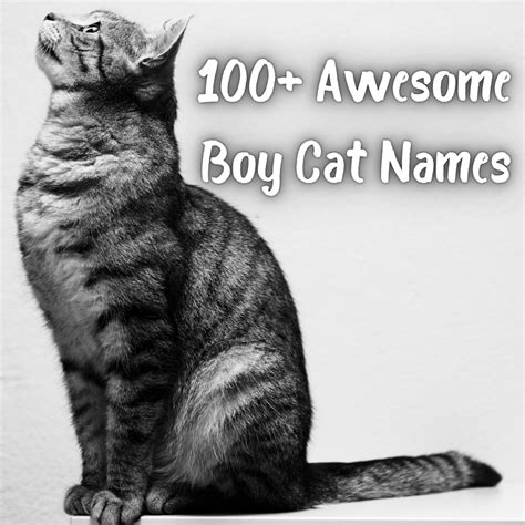 Awesome Boy Cat Names Pethelpful