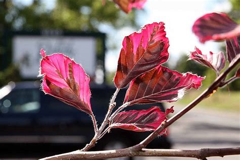 Tricolor European Beech Fagus Sylvatica Roseomarginata Country Mile