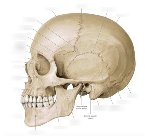 Week 1 Lateral Skull Identification Diagram Quizlet