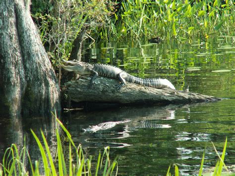 Alligator Advice From Nc Wildlife The Grey Area News