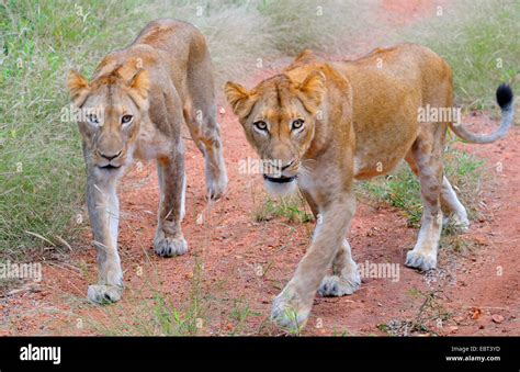 Lion Panthera Leo Two Lionesses Hunting South Africa Krueger