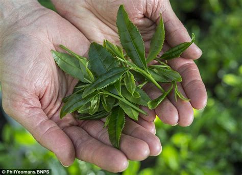 Can i grow tea in my garden. Brits take to growing their own tea plants in their ...