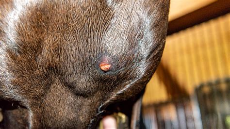 Horse Skin And Hair Skin Abscesses The Horses Advocate