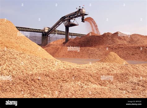 Wood Chips Unloading Onto Storage Pile At Wood Chip Terminal Stock
