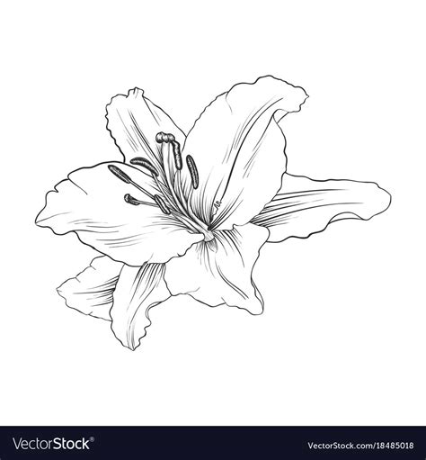 Drawing Flower Lily Royalty Free Vector Image Vectorstock