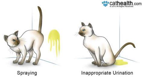 Cats do not respond to positive and negative reinforcement like dogs, and scolding them may create more stress and encourage the. Cat Spraying No More Review: RESORTS TO CAT CRUELTY? ABUSE?