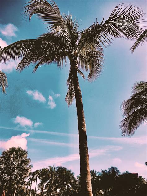 Aesthetic Palm Tree Wallpaper In 2020 Paradise Island Bahamas
