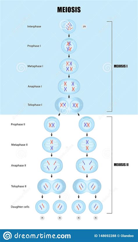 Diagramme De Méiose Division Cellulaire Illustration De Vecteur