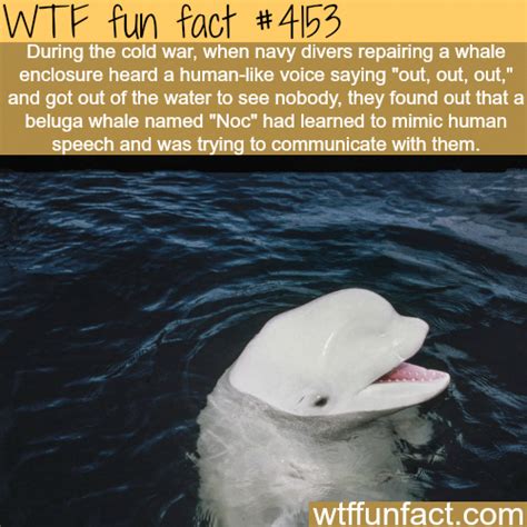 Beluga Whale That Learned To Mimic Human Speech Wtf Fun Facts