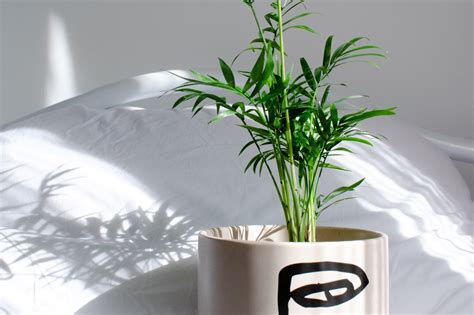 Aesthetically it's effortlessly graceful, lush and timeless. How to care for Parlor palm