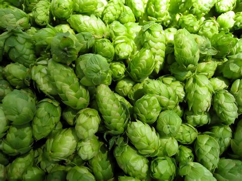 Become A Brewmaster By Growing Your Own Hops Espoma