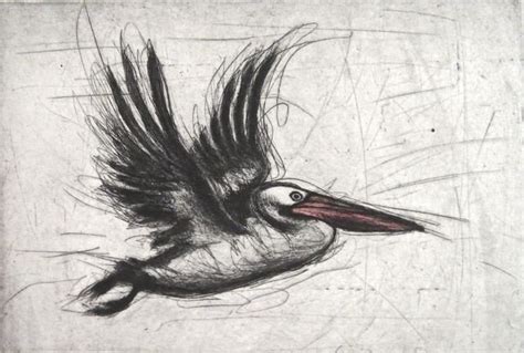 Etching Of Pelican In Flight By Anne Spudvilas