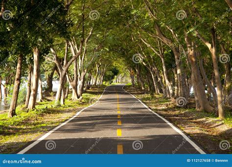 Road With Trees On Both Sides Stock Photo Image Of Fresh Outdoors