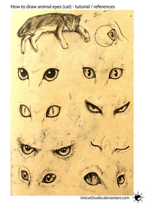 Animal Eyes Tuto By Unicatstudio On Deviantart Catdrawing Drawings