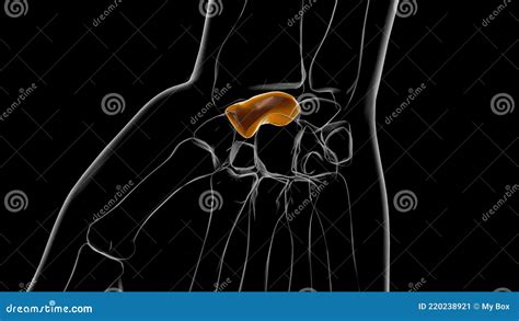 Human Skeleton Scaphoid Anatomy 3d Stock Illustration Illustration Of