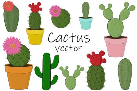 Cactus Vector Gráfico Por Shishkovaiv · Creative Fabrica