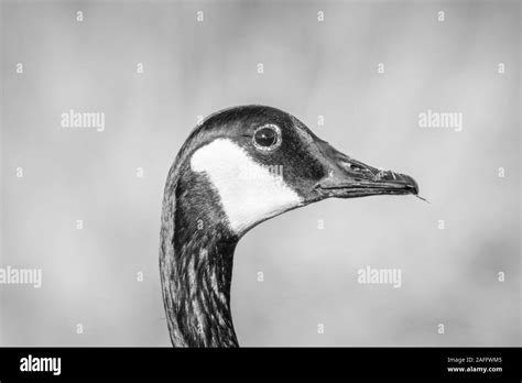 Black And White Goose Hi Res Stock Photography And Images Alamy