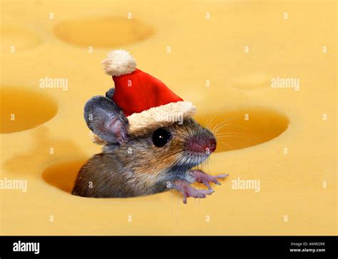 Christmas Mouse With Santa Claus Hat In Cheese Stock Photo 15339126