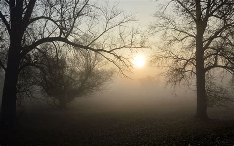 Download Wallpaper 3840x2400 Fog Forest Branches Sun Dawn 4k Ultra