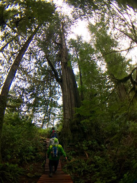 Hiking The Big Tree Trail On Meares Island Happiest Outdoors