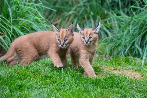 Kittens in cats & kittens for sale. Recently Named Caracal Kittens Go Exploring - ZooBorns