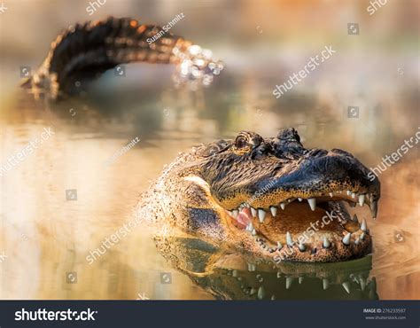 A Large Alligator Swimming In A Lake With His Tail And Head Showing And