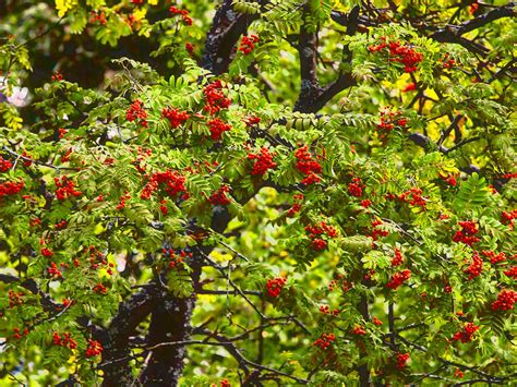 How To Grow And Care For Rowan Trees Lovethegarden