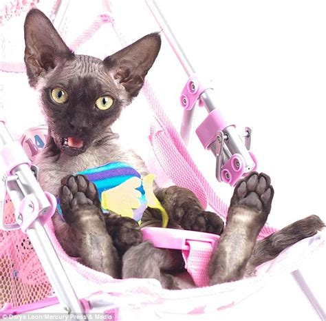 Stitch The Kitten Aka Ugly Cat Becomes Internet Sensation Daily Mail Online