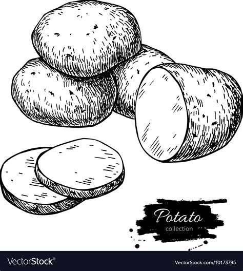 Potato Drawing Isolated Potatoes Heap Royalty Free Vector