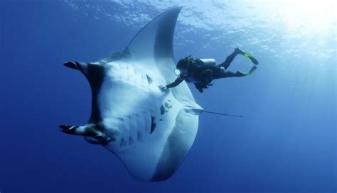 Giant Manta Rays Swim With Divers Metro News