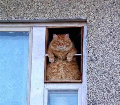 Top 10 Images Of Cats Looking Out Of Windows