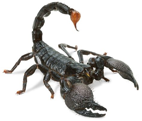 Scorpion Facts Scorpion Information Dk Find Out