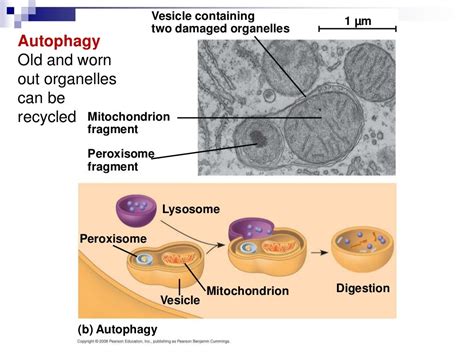 Stpm Form 6 Biology Er Golgi Apparatus Lysosome