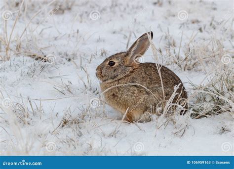 Cottontail Rabbit In Winter Snow Stock Image Image Of Cottontail